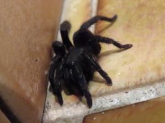 Seqocrypta jakara