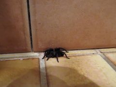 Seqocrypta jakara