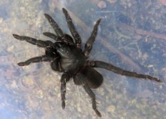 Seqocrypta jakara
