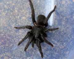 Seqocrypta jakara