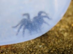 Seqocrypta jakara