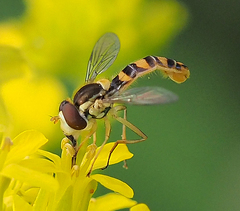 Sphaerophoria philanthus