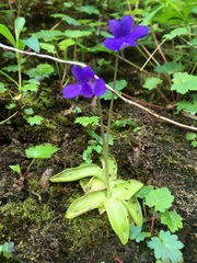 Pinguicula