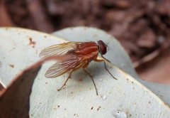 Dichaetomyia norrisi