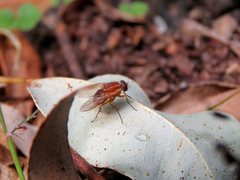 Dichaetomyia norrisi