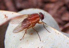 Dichaetomyia norrisi