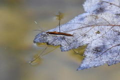 Limnoporus dissortis