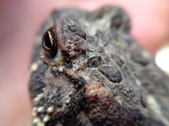 Anaxyrus houstonensis
