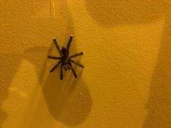 Avicularia avicularia