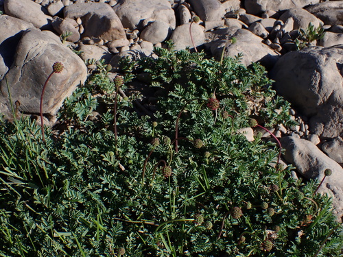 Image of Acaena magellanica by (c) Nolan Exe, some rights reserved (CC BY)