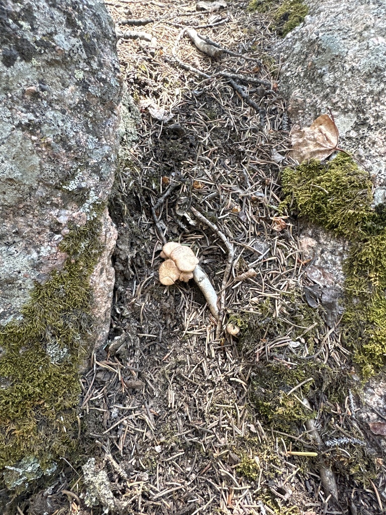 Rhizocybe sp. 'CO01'