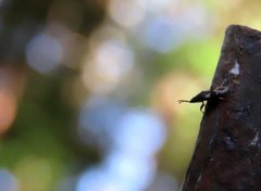 Oxycarenus luctuosus