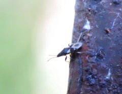 Oxycarenus luctuosus