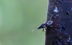 Oxycarenus luctuosus