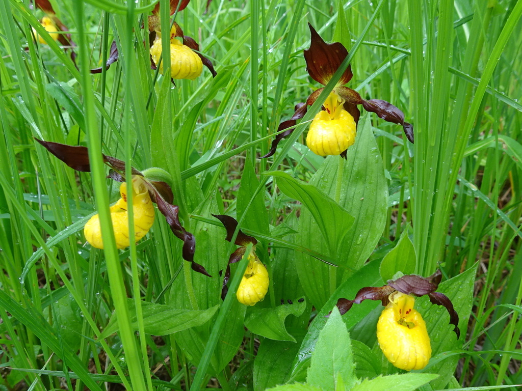 Cypripedium parviflorum Salisb. 7