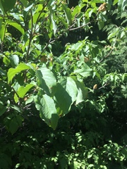 Cornus nuttallii