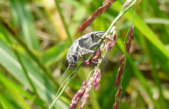 Texania fulleri