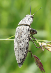 Texania fulleri