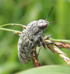 Texania fulleri