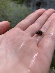 Pagurus hirsutiusculus