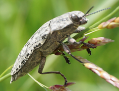 Texania fulleri