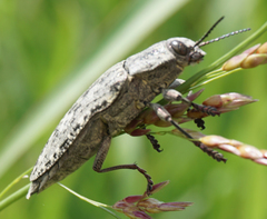 Texania fulleri