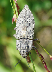 Texania fulleri