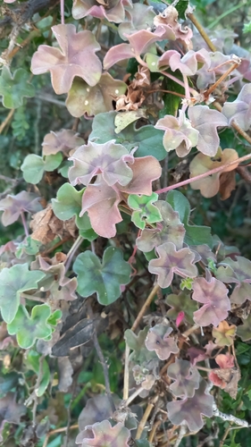 Pelargonium peltatum