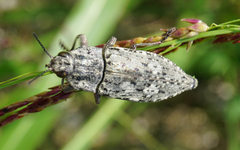 Texania fulleri
