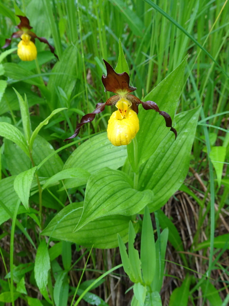 Cypripedium parviflorum
