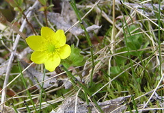 Anemonastrum richardsonii