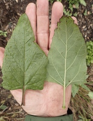 Lepechinia cardiophylla