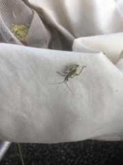 Leptopterna dolabrata