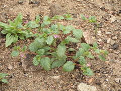 Phacelia keckii