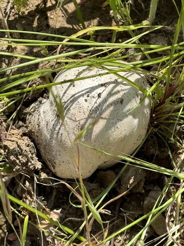 iNaturalist observation photo of Western Giant Puffball