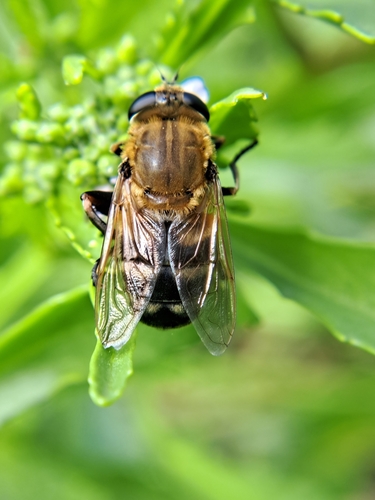 Polydontomyia curvipes