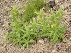 Diplacus clevelandii