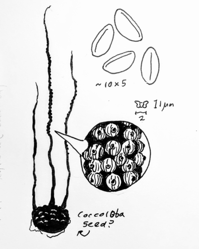 Xylaria psidii in life