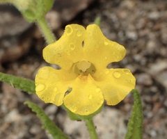 Diplacus clevelandii