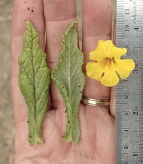 Diplacus clevelandii