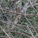 Cinnamon-sided Hummingbird - Photo (c) Rodrigo Arrazola, some rights reserved (CC BY-NC), uploaded by Rodrigo Arrazola