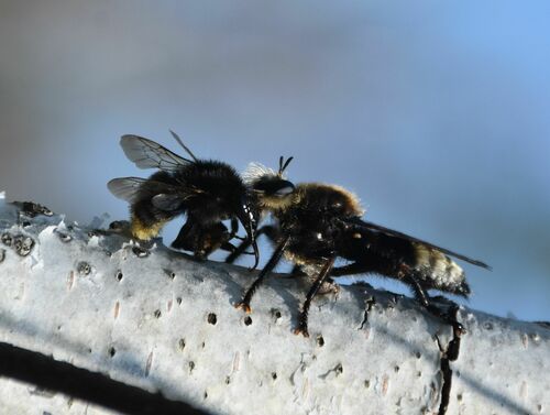 Brown-banded Carder-Bumble bee photo 2