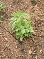 Lepechinia cardiophylla