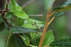 Callimantis antillarum