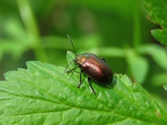 Chrysolinina