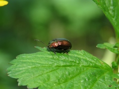 Chrysolinina