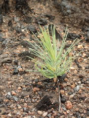 Pinus coulteri