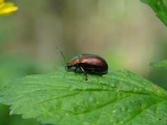 Chrysolinina