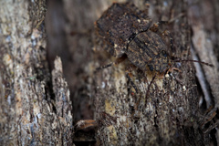 Syrphetodes marginatus