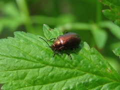 Chrysolinina